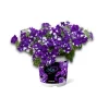 Petunie 'Night Sky®', 2er-Set