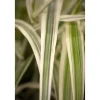 Pfahlrohr 'Variegata', 23 cm Topf