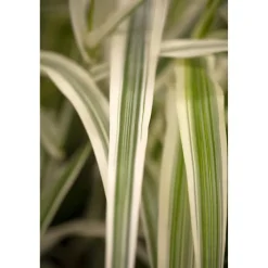 Pfahlrohr 'Variegata', 23 cm Topf