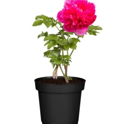 Pfingstrose verschiedene Sorten 15 cm Topf