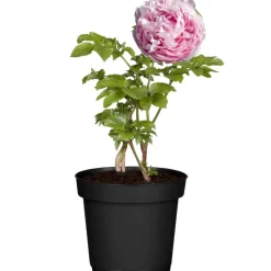 Pfingstrose verschiedene Sorten 15 cm Topf