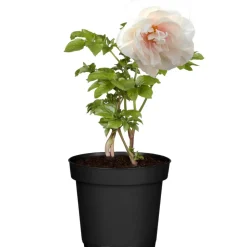 Pfingstrose verschiedene Sorten 15 cm Topf