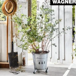 Pflanzenroller 'Sun City 0817' small Stahl Tragkraft 75 kg