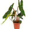 Philodendron 'Billietiae' 12 cm Topf