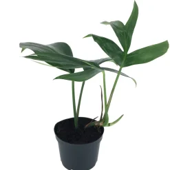 Philodendron 'Dragon Tail' 12 cm Topf