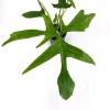 Philodendron 'Gladhands Variegata Beauty' 12 cm Topf