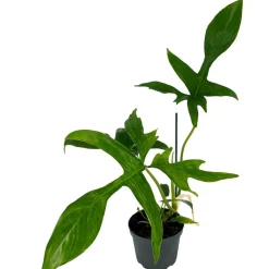 Philodendron 'Gladhands Variegata Beauty' 12 cm Topf