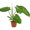Philodendron 'Jose Buono' 15 cm Topf