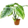 Philodendron 'Mamei' 15 cm Topf
