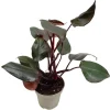 Philodendron 'New Red' 13 cm Topf
