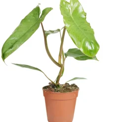 Philodendron 'Paraiso Verde' 12 cm Topf