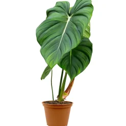Philodendron 'Pastazanum' 15 cm Topf