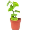 Philodendron 'Peru' 12 cm Topf