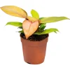 Philodendron 'Prince of Orange' 12 cm Topf