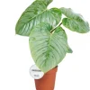 Philodendron 'Sodiroi' 15 cm Topf