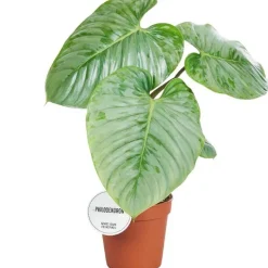 Philodendron 'Sodiroi' 15 cm Topf