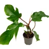 Philodendron 'Squamiferum' 13 cm Topf