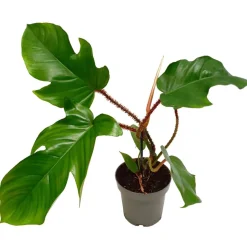 Philodendron 'Squamiferum' 13 cm Topf
