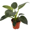 Philodendron 'White Wave' 12 cm Topf