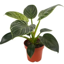 Philodendron 'White Wave' 12 cm Topf