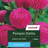 Pompon-Dahlie 'Dahlia Franz Kafka', 1 Stück, rosa