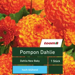 Pompon-Dahlie 'Dahlia New Baby', 1 Stück, orange-gelb
