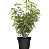 Portugiesischer Kirschlorbeer 'Angustifolia' 60-70 cm, 40 Stück