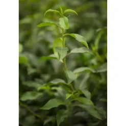 Portugiesischer Kirschlorbeer 'Angustifolia' 60-70 cm, 80 Stück