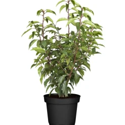 Portugiesischer Kirschlorbeer 'Angustifolia' 60-70 cm, 80 Stück