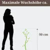 Prachtscharte