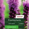 Prachtscharte 'Liatris spicata', 20 Stück, blau