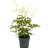 Prachtspiere verschiedene Farben 17 cm Topf