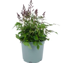 Prachtspiere verschiedene Farben 17 cm Topf