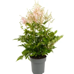 Prachtspiere verschiedene Farben 17 cm Topf