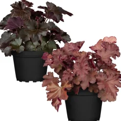 Purpurglöckchen Rottöne sortiert 12 cm Topf, 2er-Set