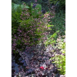 Purpurglöckchen violett 12 cm Topf, 2er-Set