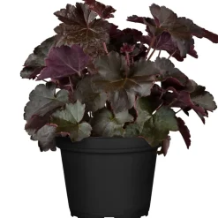 Purpurglöckchen violett 12 cm Topf, 2er-Set