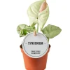 Purpurtute 'Confetti' 6 cm Topf