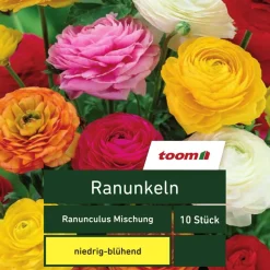 Ranunkeln 'Ranunculus', 10 Stück, mehrfarbig