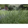 Rasen Schmiele, 19 cm Topf