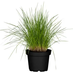 Rasen Schmiele, 19 cm Topf