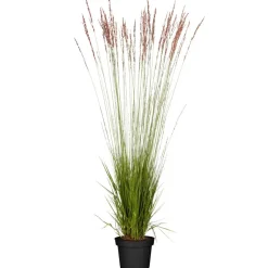 Reitgras 'Karl Foerster' 19 cm Topf