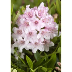 Rhododendron 'Nugget by Bloombux®', 10,5 cm Topf