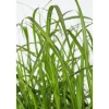 Riesen-Chinaschilf 19 cm Topf