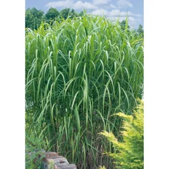 Riesen-Chinaschilf 19 cm Topf