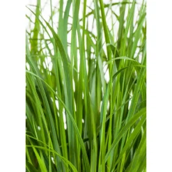 Riesen-Pfeifengras 'Karl Foerster' 19 cm Topf