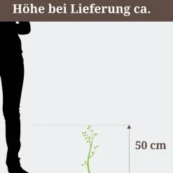 Rispenhortensie "Vanille Fraise"