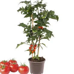 Rispentomate mit Früchten, rot, 14 cm Topf
