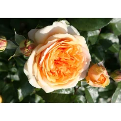 Rose 'Chippendale®' Halbstamm, 24 cm Topf