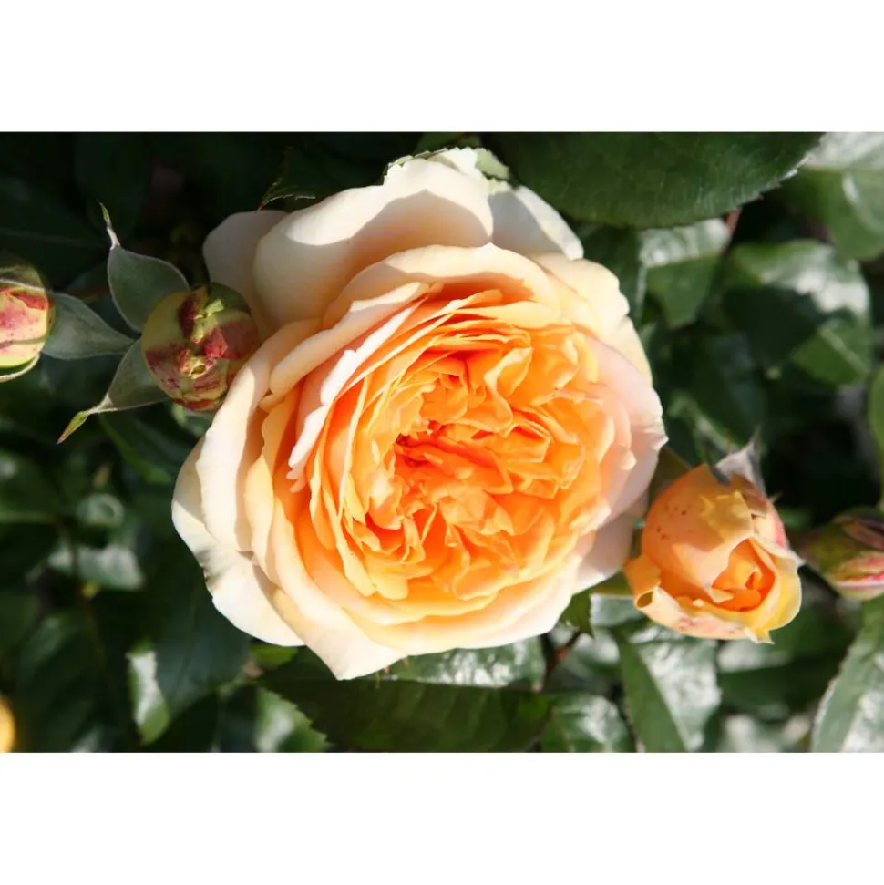 Rose 'Chippendale®' Halbstamm, 24 cm Topf
